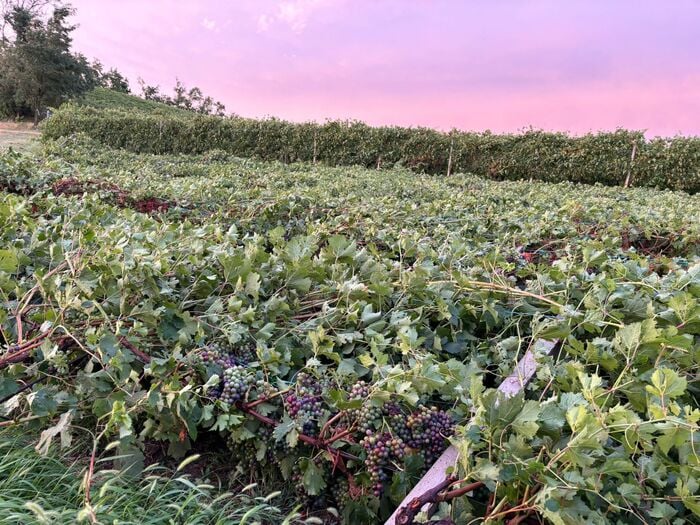 Tragedia nei campi: il caldo record uccide ancora, bracciante colto da malore fatale in una vigna del Piacentino